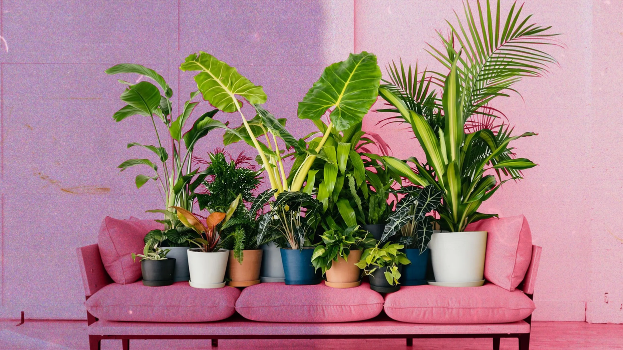 درمان زرد شدن برگ گل گیاهان آپارتمانی چیست